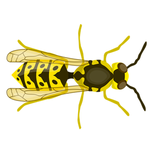 Wasp PNG-74581